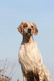 SETTER ANGLAIS 167